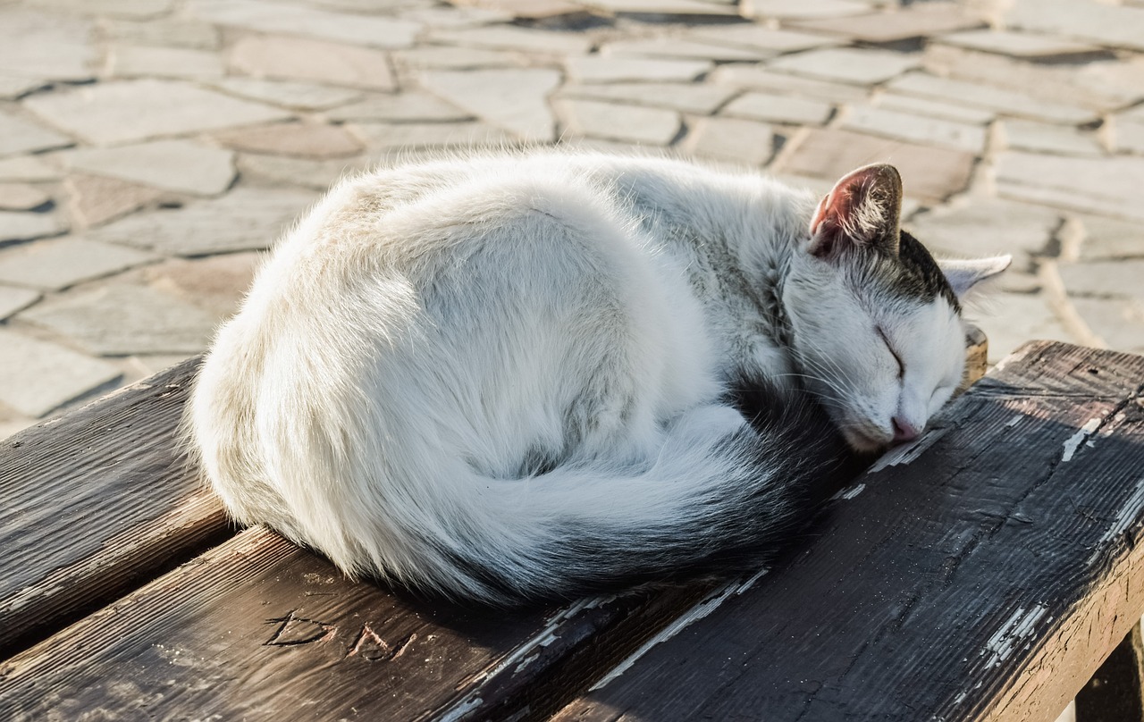 Essential Safety Tips for Pet Owners